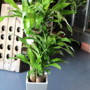 幸福の木130cm　（16500円税込）