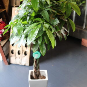 パキラ130cm (16500円税込)