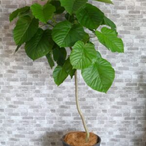 ウンベラータ140cm 16000　(税込17600)