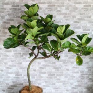 カシワバゴム130cm 15000　(税込16500)