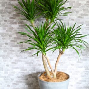 カンボジアーナ　150cm 25000 (税込27500)