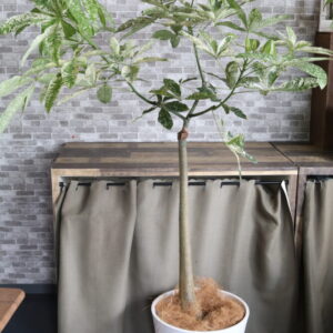 希少　斑入りパキラ170cm 30000 (税込33000)