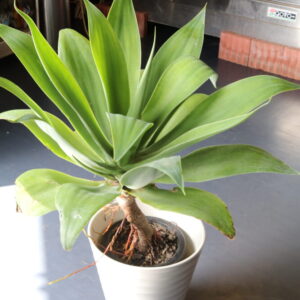 アガベ・アテナータ80cm 9000 (税込9900)