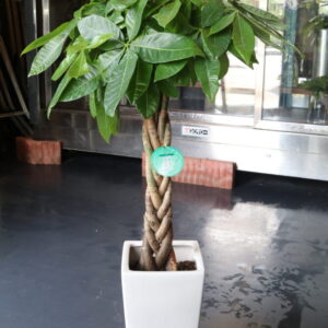 パキラ110cm 16500円税込