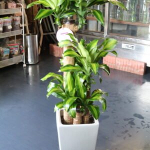 幸福の木110cm 16500円税込