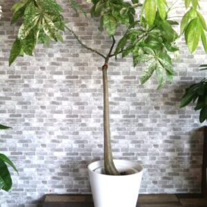 希少斑入りパキラ　160cm 33000円税込