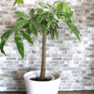 希少　斑入りパキラ　90cm 15400円税込