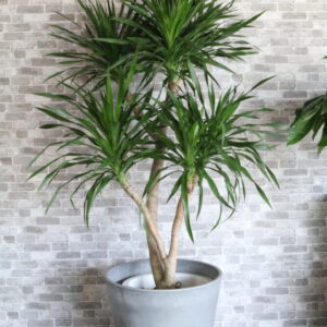 カンボジアーナ150cm 27500円税込