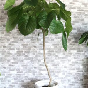 ウンベラータ　140cm 17600円税込